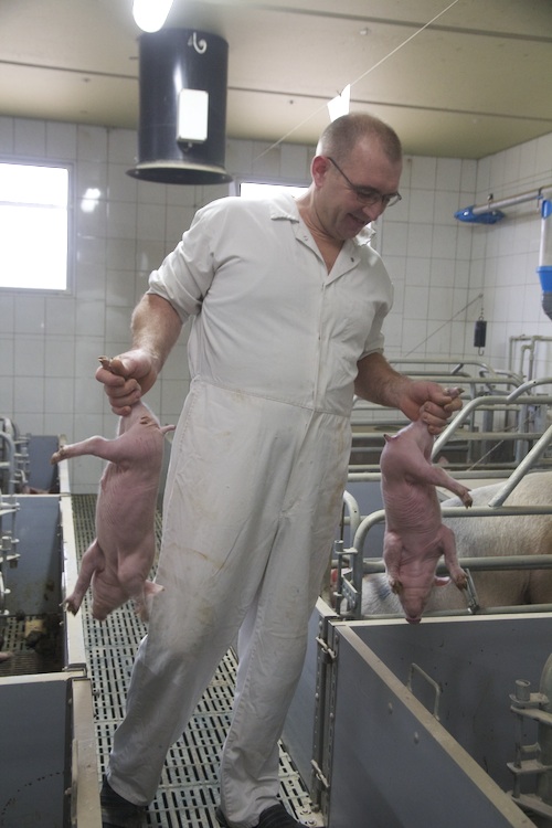 Duże prosięta są dla Kmiecika najlepszym wyznacznikiem dobrej jakości mleka loch. Do takich macior trafiają najmniejsze prosięta z grupy.