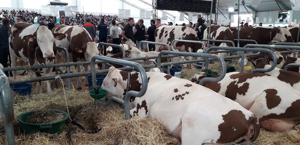 <h4>Clermont-Ferrand to największe zagłębie hodowli bydła mięsnego we Francji, dlatego właśnie tutaj po raz 28 odbywa się jeden z największych pokazów zwierząt hodowlanych. Hodowcy zaprezentują 2000 najlepszych zwierząt, reprezentujących najbardziej znane, aż 22 rasy bydła, zarówno mięsnego i mlecznego (1300 szt). Na wystawie będzie można zobaczyć także 26 ras owiec (400 szt.) i 16 ras koni (300 szt.).</h4>
<h4>Wystawa potrwa od 2-4 października br.</h4>