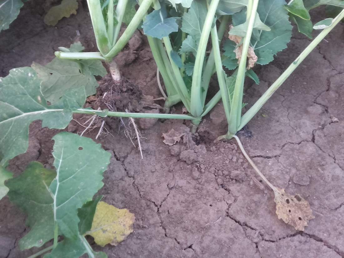 Plantacja rzepaku woj. podkarpackie pow. przeworski
