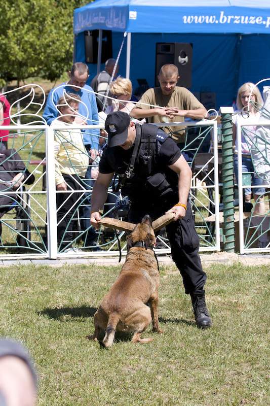 Pokaz umiejetności psów policyjnych