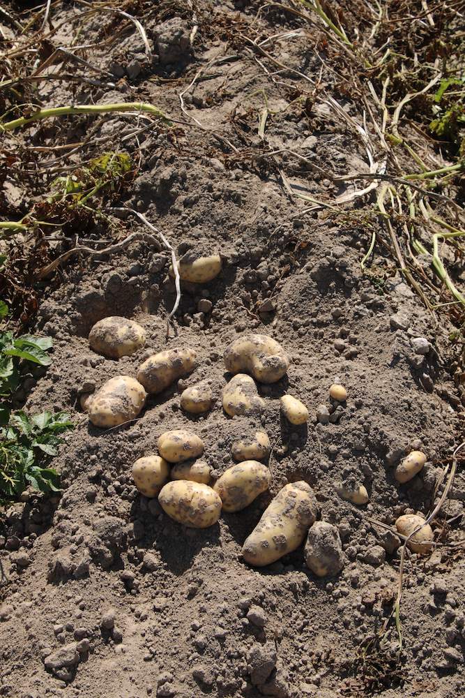 XXVII Krajowe Dni Ziemniaka Potato Poland 2020 w Lubkowie