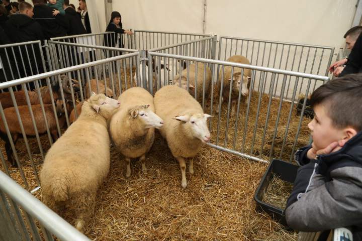 Wystawa zwierząt hodowlanych podczas Agro Show w Ostródzie.