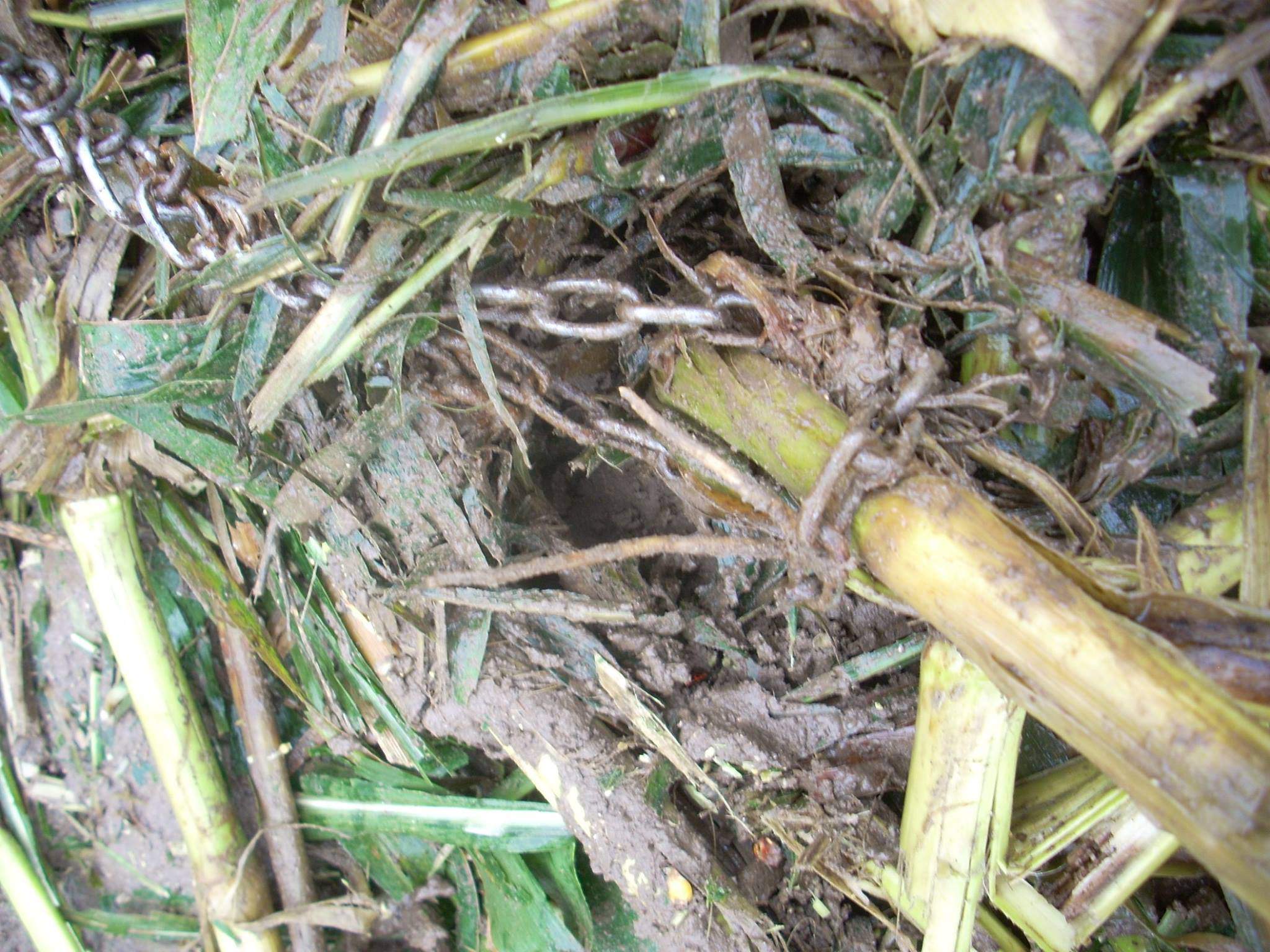 Łańcuch, którym Popcorn został przywiązany do kukurydzy, fot. Fundacja Schronisko dla Zwierząt w Gaju