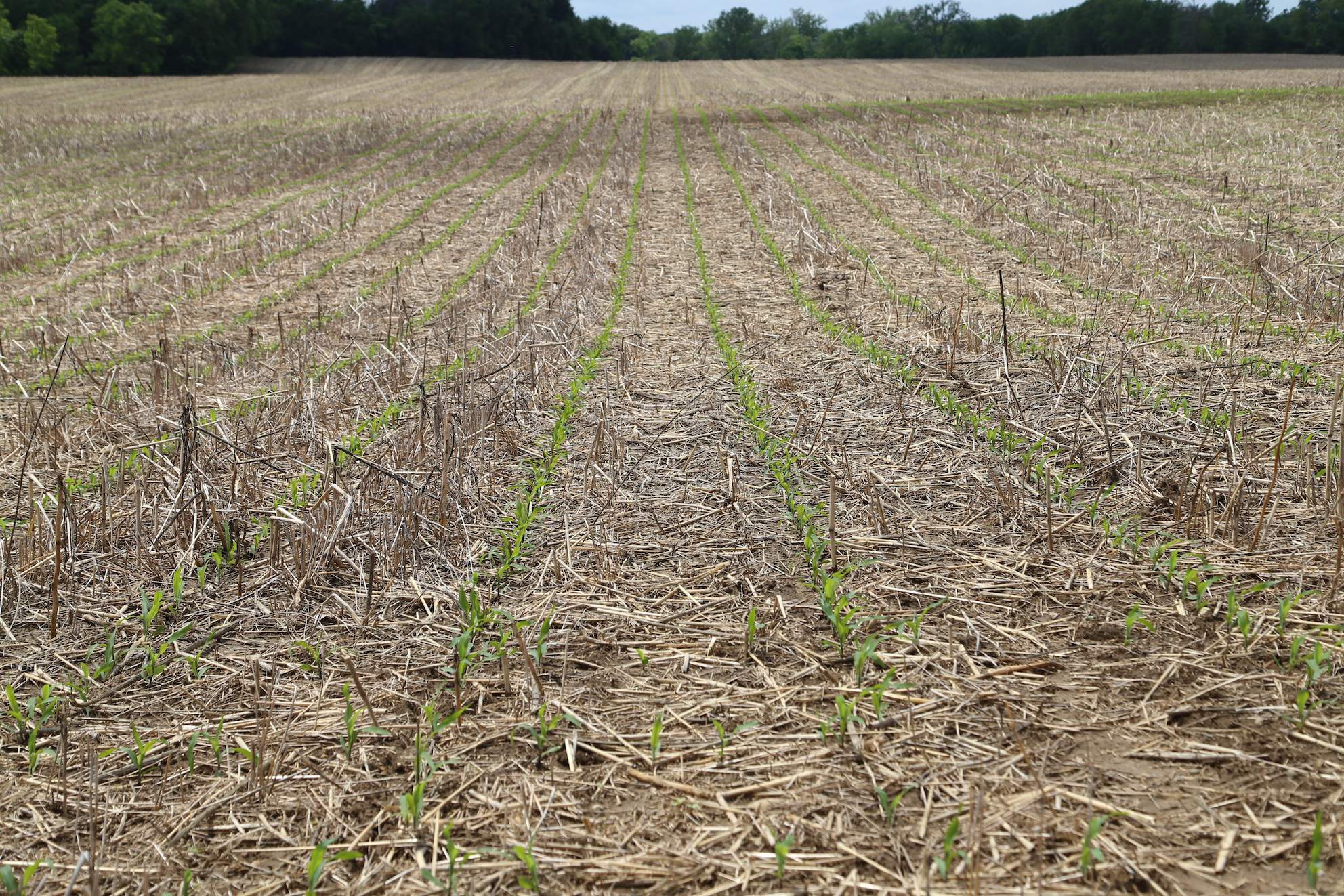 Tak wyglądała kukurydza zasiana na polu z mieszaniną poplonów po pszenicy, bez jakiejkolwiek uprawy na wiosnę.