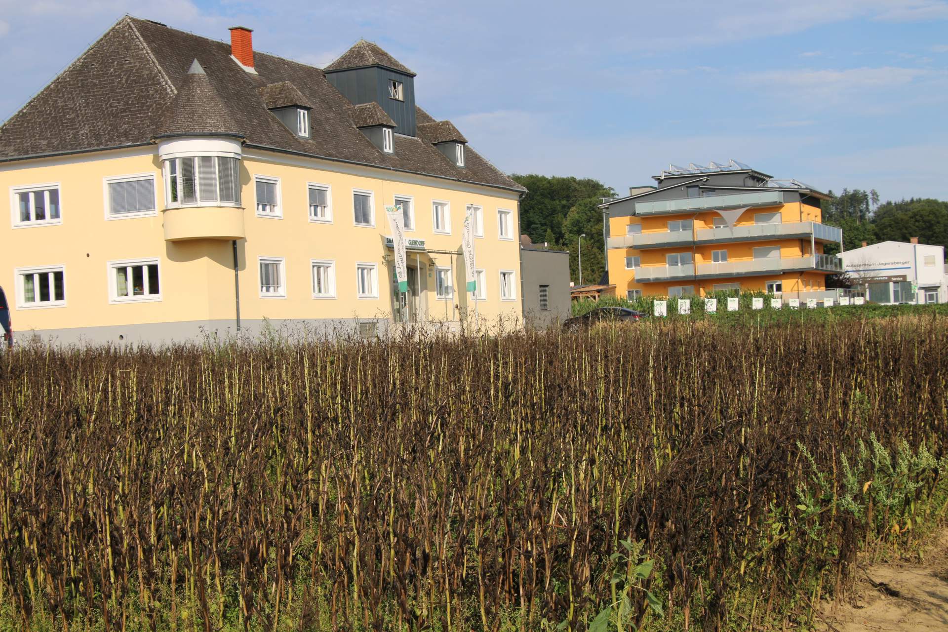 W Saatzucht Gleisdorf hoduje się także bobik ozimy i jary.