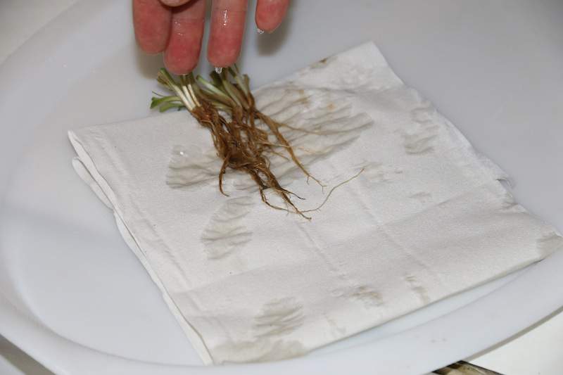 Przygotowane obcięte rośliny wykładamy na wilgotnej ligninie lub ręcznikach papierowych.