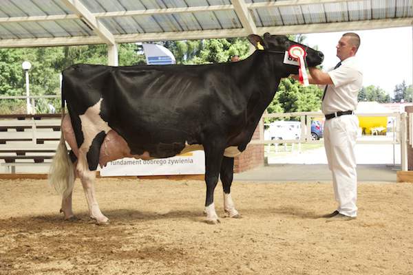 Uta – laureatka w kategorii krów w III laktacji i Superczempionka wśród krów