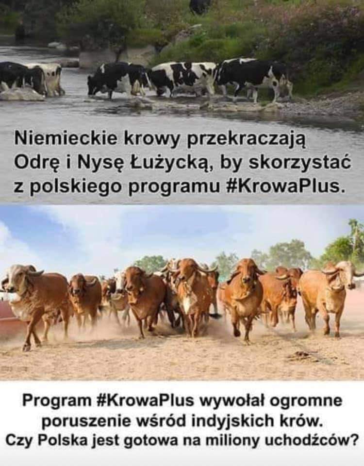 Memy internetowe po deklaracji prezesa PiS o dopłacie 100 zł do tucznika i 500 zł do krowy.