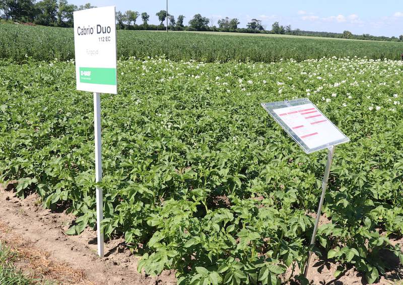 poletka ziemniaka chronionego przed zarazą fungicydem Cabrio Duo 112 EC