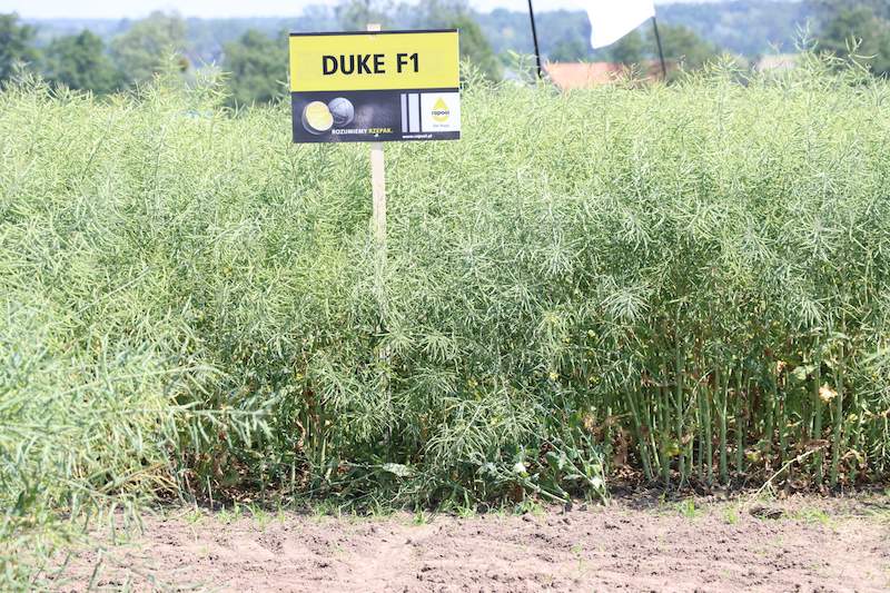 mieszańcowa odmiana rzepaku Duke