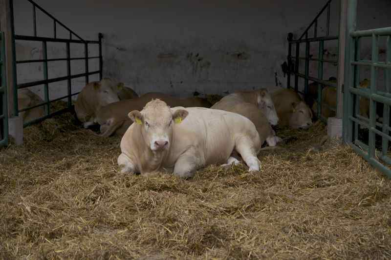 Opasy rasy Blonde d’Aquitaine osiąga dzienne przyrosty 2 kg.