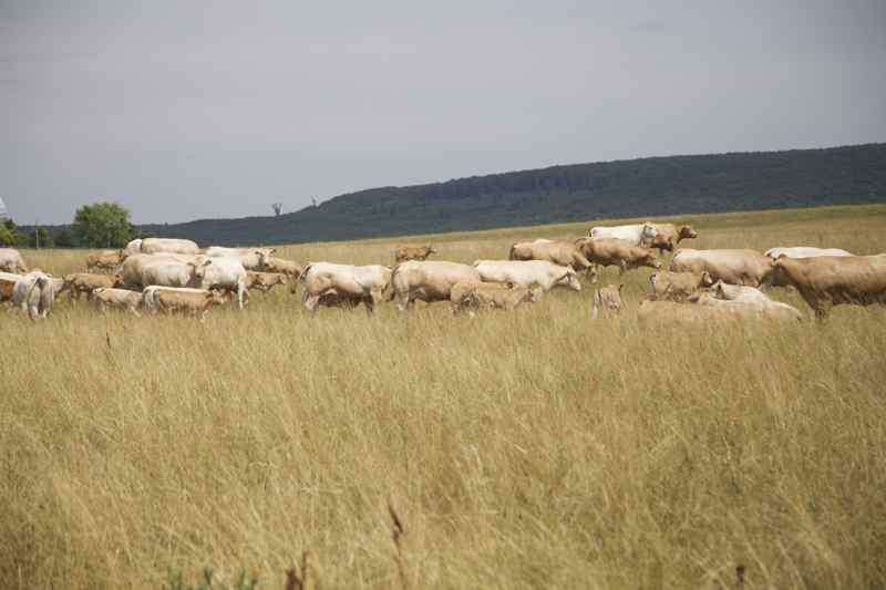 Większą część roku zwierzęta przebywają na pastwiskach.