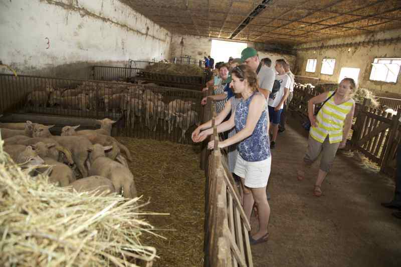 Podstawą hodowli owiec w gospodarstwie jest stado 3500 mamek.