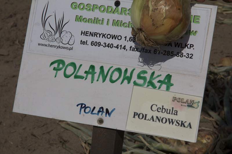 Cebula Polanowska.