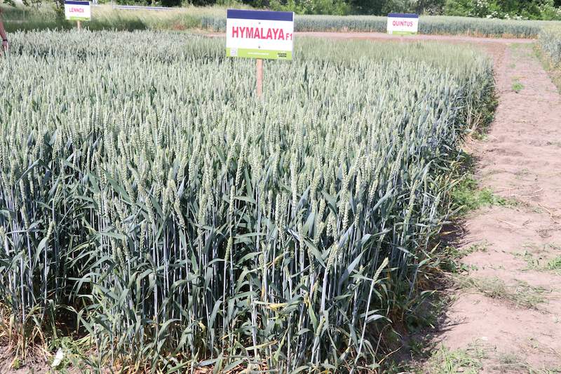 Nowa odmiana pszenicy mieszańcowej Hymalaya