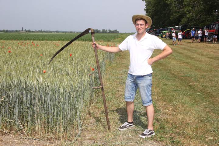 Pokaz ręcznego zbioru żyta.