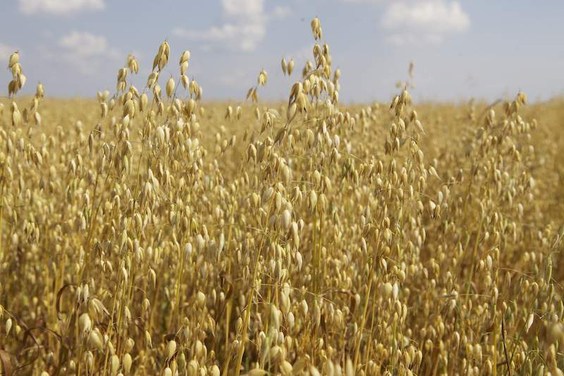 Według szacunków Strategie Grains produkcja zbóż w krajach Unii Europejskiej w 2014 roku wyniosła 323,2 mln ton i była o 7 proc. większa niż rok wcześniej.