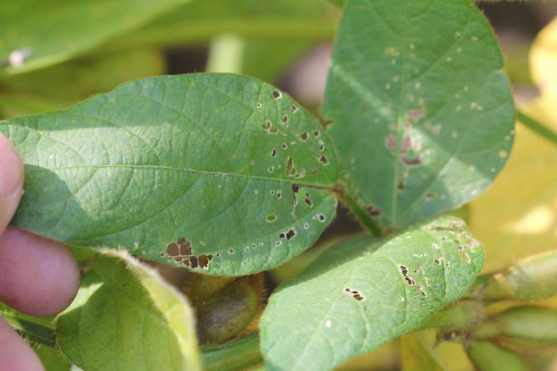 Na soi uprawianej łanowo już pojawiają się objawy żerowania szkoników zjadających liście