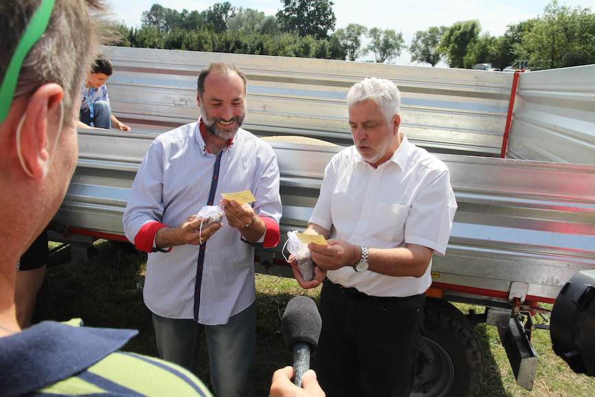 Zbiór żyta na wypiek Europejskiego Chleba Pokoju w Suchowoli