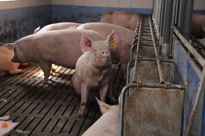 Rabełowie dysponują partiami do 200 prosiąt co 3 tygodnie. Ich klienci są rozlokowani nie tylko na Podkarpaciu, ale też w województwie świętokrzyskim oraz na Mazowszu.