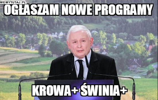 Memy internetowe po deklaracji prezesa PiS o dopłacie 100 zł do tucznika i 500 zł do krowy.