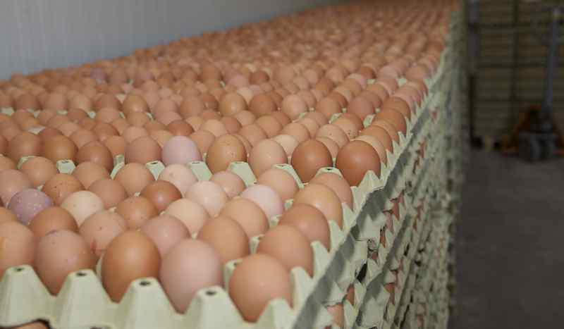 Nawet 115 mln jaj rocznie produkowanych jest w kurzej fermie w Szerencs we wschodnich Węgrzech.