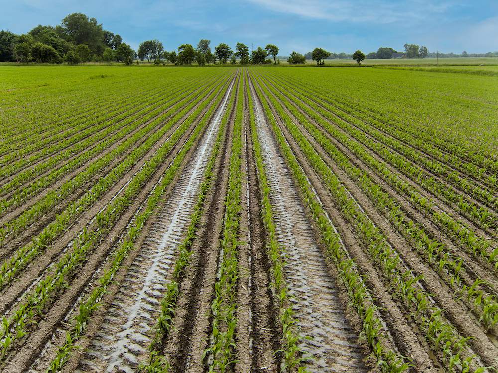 Szerokie ścieżki w kukurydzy ułatwiają aplikację gnojowicy dużymi beczkami.