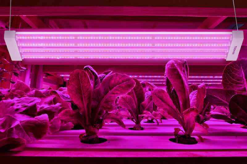 Na polskim rynku zadebiutowały japońskie lampy LED marki Toshiba przeznaczone do uprawy roślin.