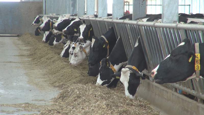 Podczas podsumowania wyników użytkowości mlecznej krów okazało się, że wydajność przekraczająca dziesięć tysięcy kilogramów mleka od krowy nie należy w województwie opolskim do rzadkości.