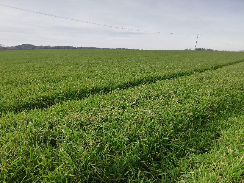 Wybujała pszenica ozima w okolicach Olsztyna - styczeń 2020