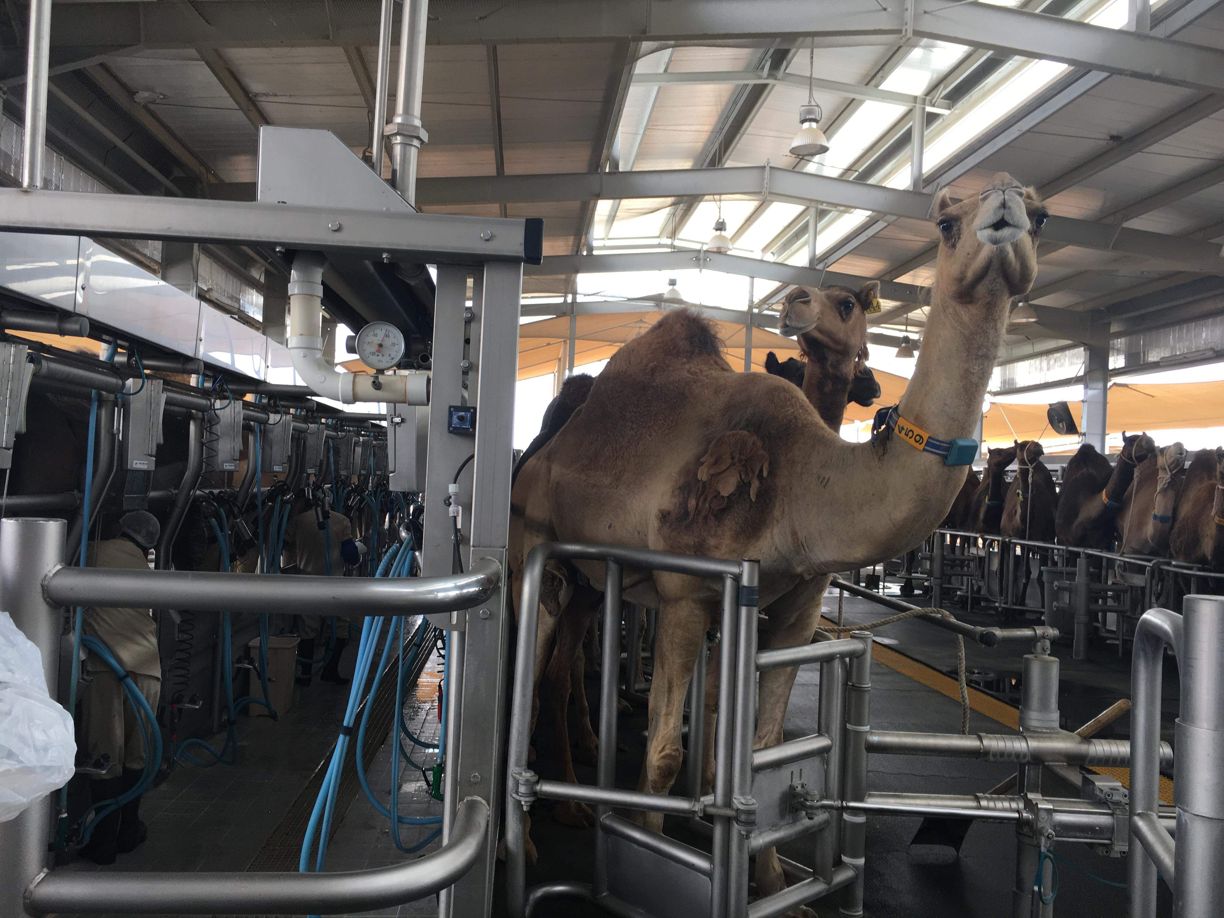 Rodzina Królewska Zjednoczonych Emiratów Arabskich posiada gigantyczne gospodarstwo, w którym produkowane jest mleko krowie, ale także wielbłądzie.