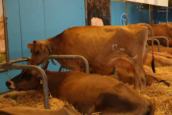 Wystawa zwierząt podczas targów Agromek