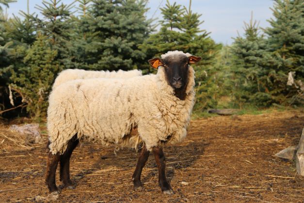 Owca rasy shropshire