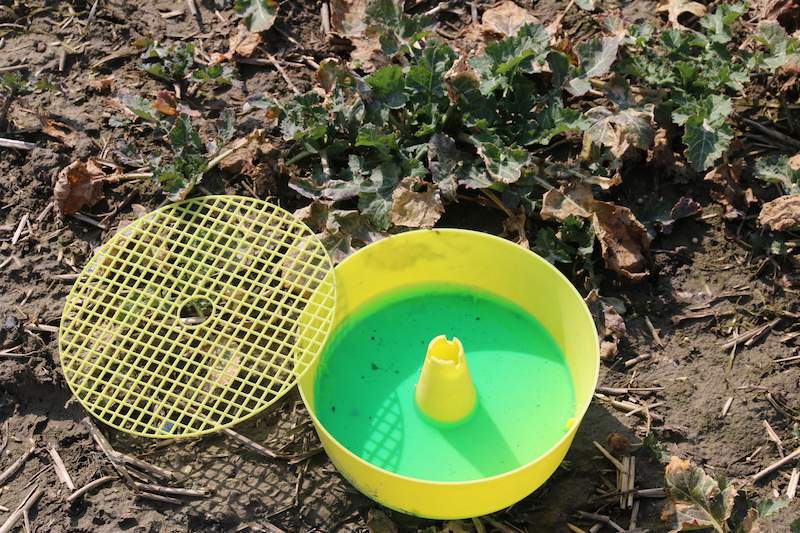 W Pągowie wystawiono żółte naczynia do kontrolowania nalotów chowacza brukwiaczka