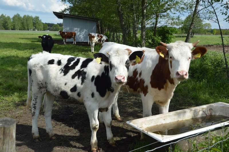 Agnieszka Piętka zajmuje się dojem krów, opieką nad cielętami oraz przerobem mleka i sprzedażą wyrobów.