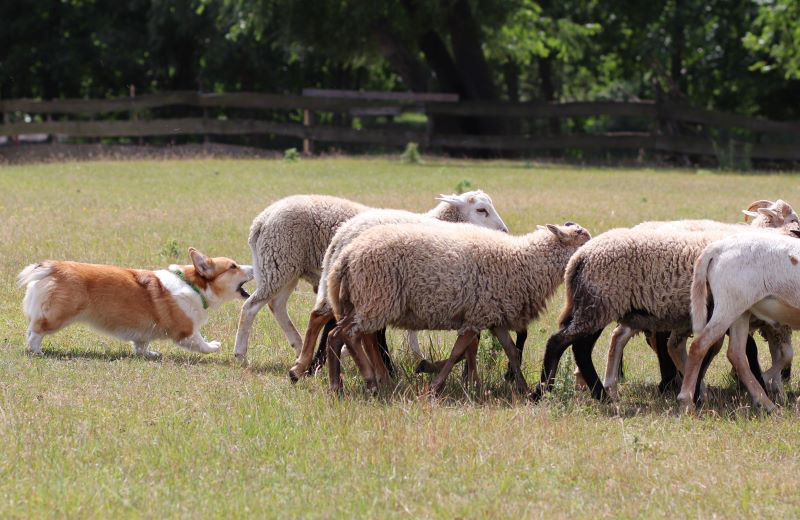 Mówi się na nie szczypacze, co doskonale określa ich metodę pasienia bydła i owiec.
