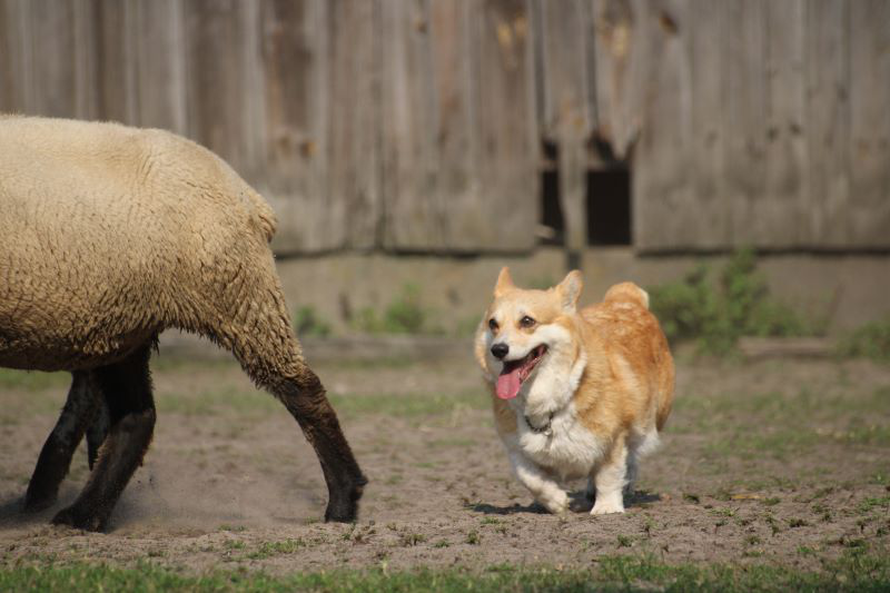 Welsh corgi to jeden z najmniejszych psów pasterskich, wysokość w kłębie wynosi 25-30 cm.