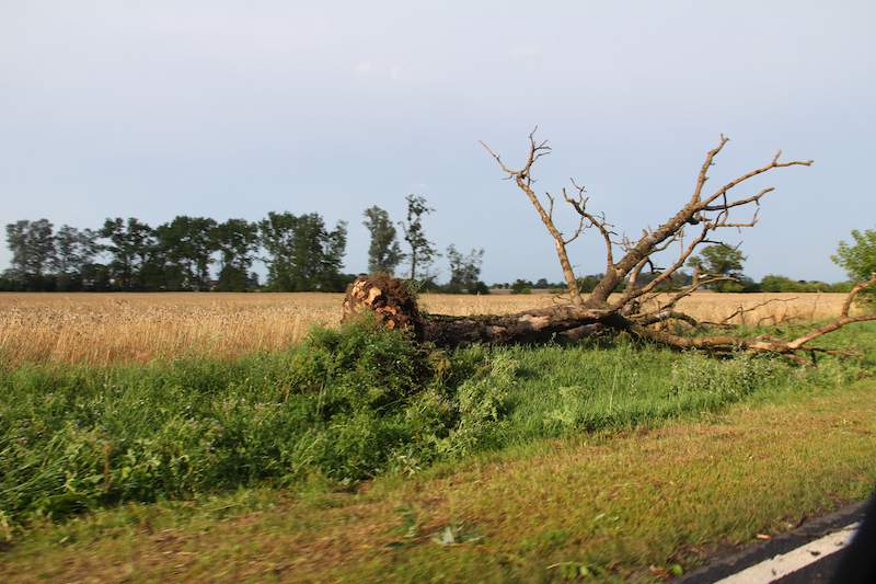 Drzewa powalone przez silnie wiejący wiatr (okolice Strzałkowa, Wielkopolska).