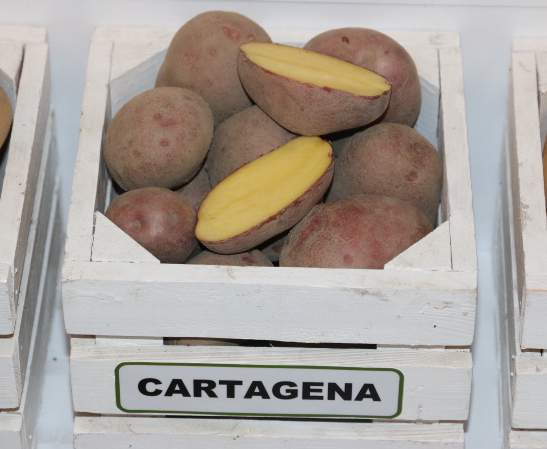 jedna z odmian ziemniaka z oferty CN Nidzica