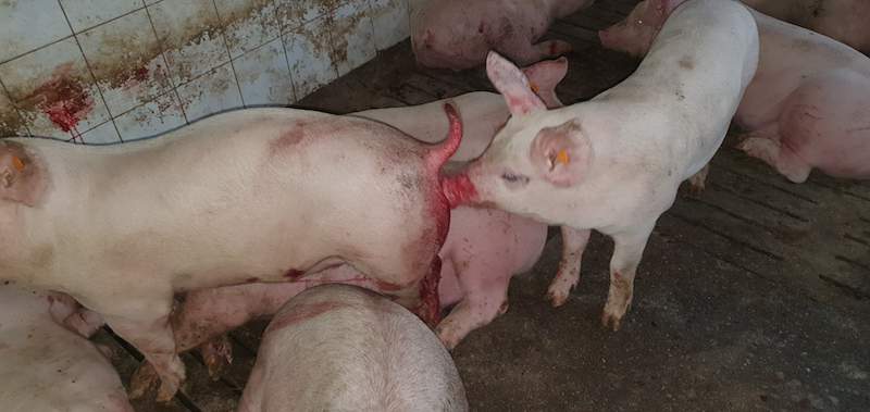 Natychmiast po zauważeniu aktów kanibalizmu w kojcu, należy odseparować zwierzęta agresywne i poranione. Bez tego zaatakowane świnie mogą zostać poważnie pokaleczone lub nawet zamęczone na śmierć.