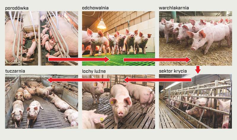 Bioasekuracja wewnątrz chlewni