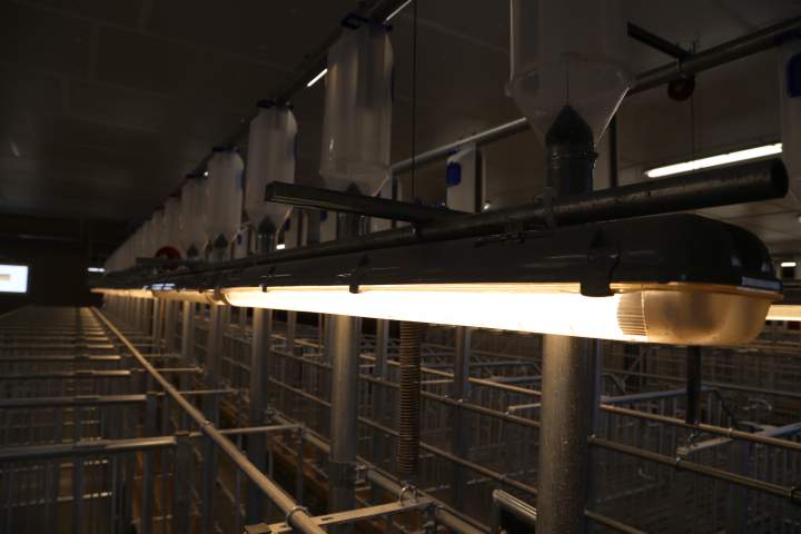 Nad głowami loch podwieszone są lampy LED. Program świetlny przewiduje naświetlanie przez 16 godzin z natężeniem 300 lx.
