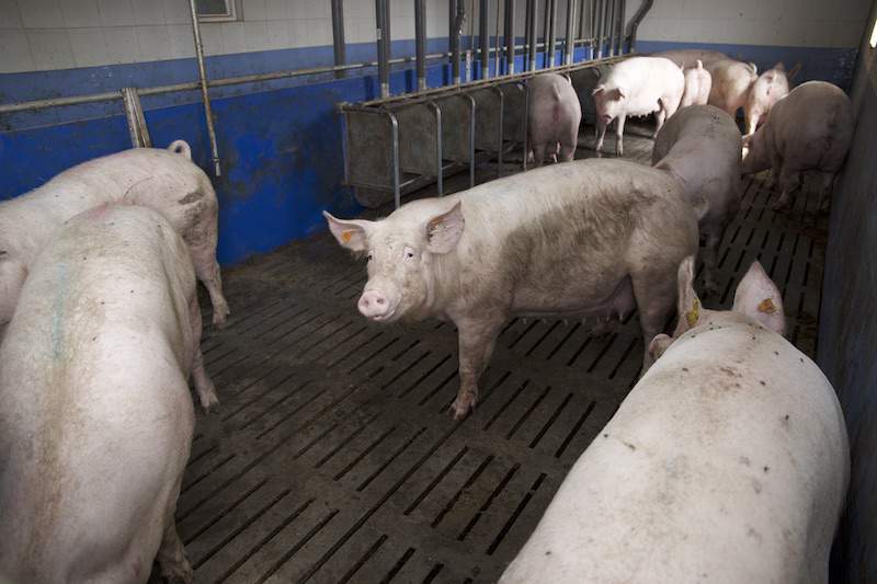 Do inseminacji przygotowywanych jest po 14–13 samic co 3 tyg., z czego na porodówkę wchodzi po 12 loch.