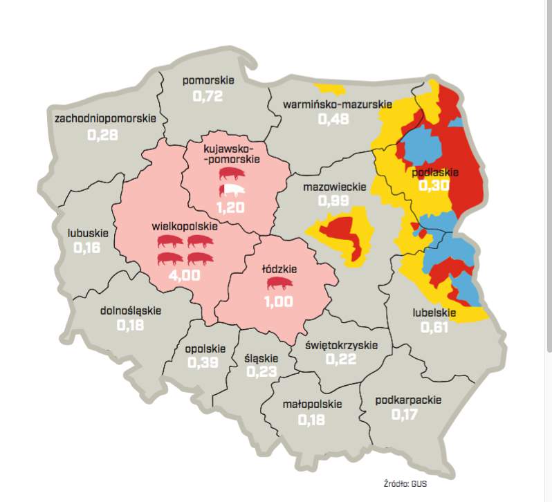 Mapa stref ASF, na różowo zaznaczono trzy najwiażniejsze pod względem produkcji świń województwa