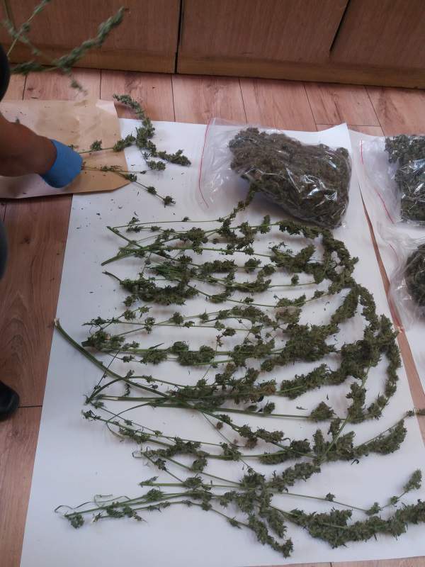 Marihuana
