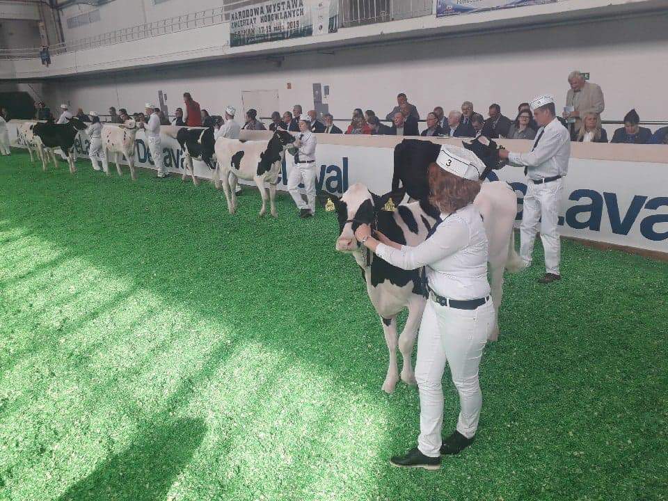 Podczas dzisiejszej oceny bydła ras mlecznych na ringu zaprezentuje się, łącznie 136 zwierząt, w tym 75 krów.