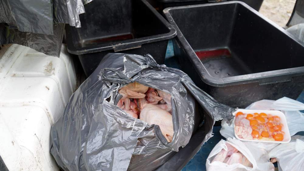 Nielegalna ubojnia drobiu w Wólce Przypkowskiej koło Tarczyna. Mięso trafiało na rynek!