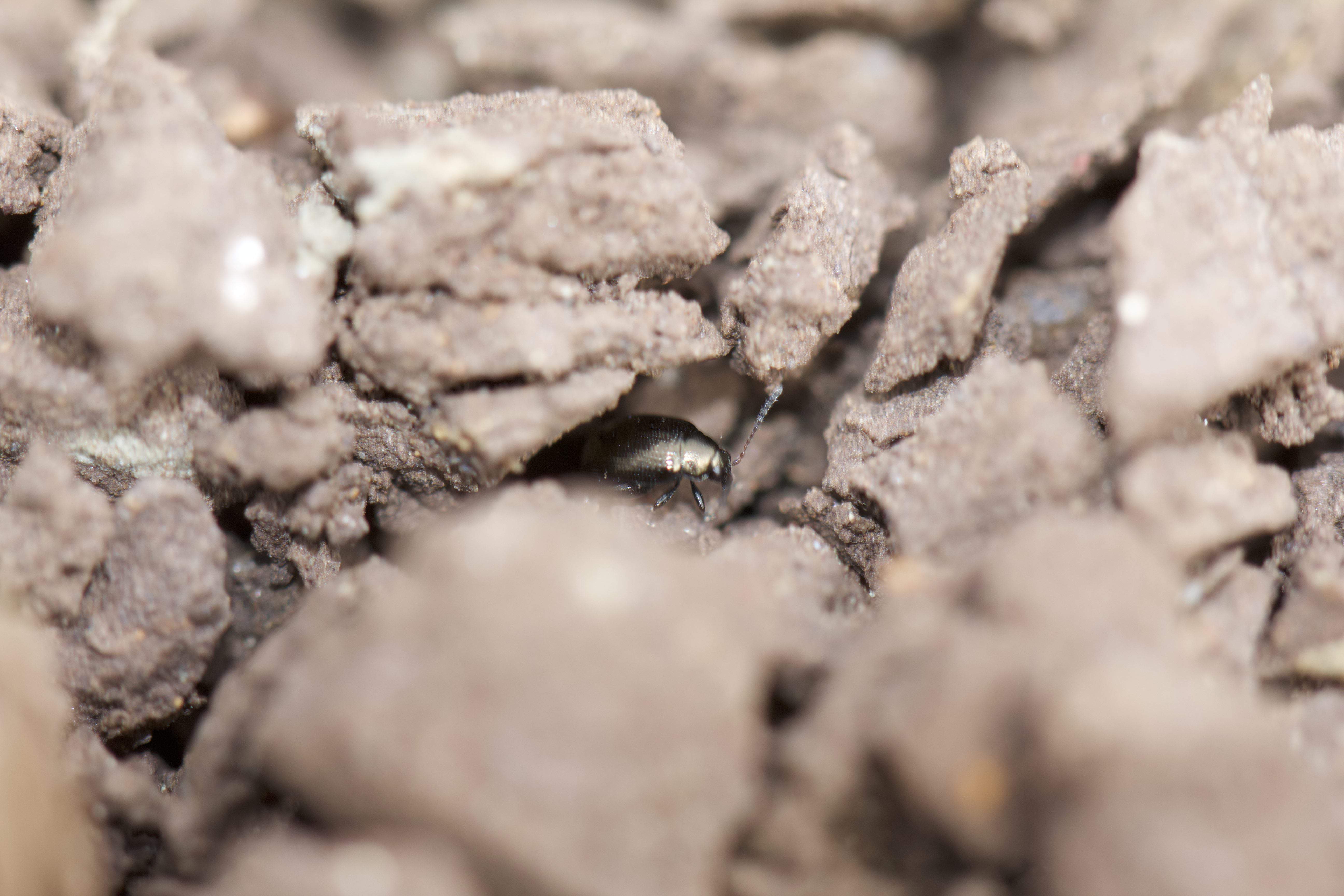 Pchelka spłoszona zeskakuje z liścia i chowa się w glebie.