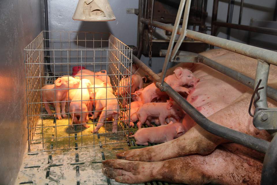 Word Premix: Po oprosieniu pierwsze prosięta oddzielane są od lochy za pomocą stalowej kraty, by kolejne rodzące się oseski mogły pobrać wystarczającą ilość siary.