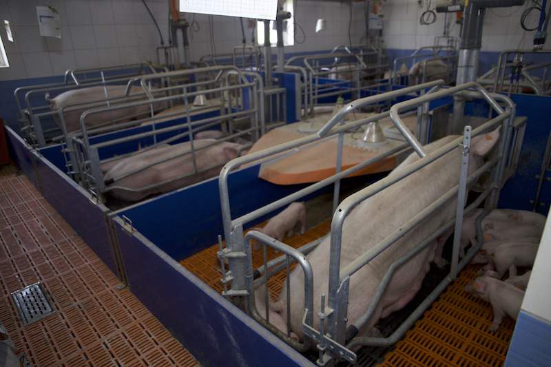 Do inseminacji przygotowywanych jest po 14–13 samic co 3 tyg., z czego na porodówkę wchodzi po 12 loch.